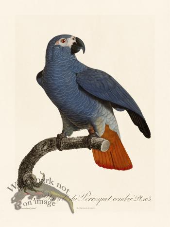 Barraband Parrot 103